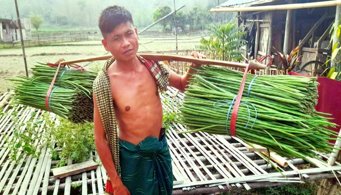 বান্দরবানে সজিনা চাষ করে সফল চাষীরা