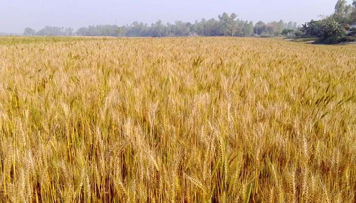 ময়মনসিংহে গমের বাম্পার ফলন