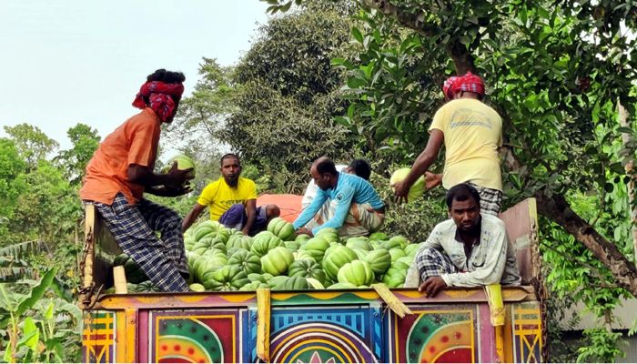 গুরুদাসপুরে রসুনের ক্ষতি কাটিয়ে বাঙ্গিতে কৃষকের হাসি