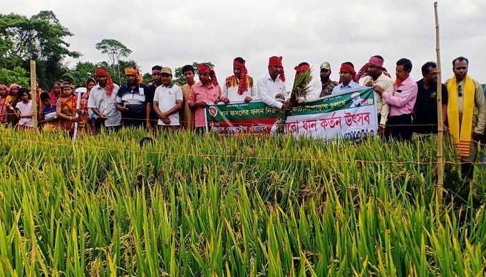 কোটালীপাড়ায় ধানের বাম্পার ফলন