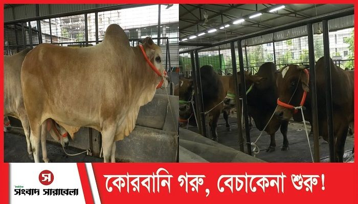 মোটাতাজাকরণে ব্যস্ত খামারিরা!