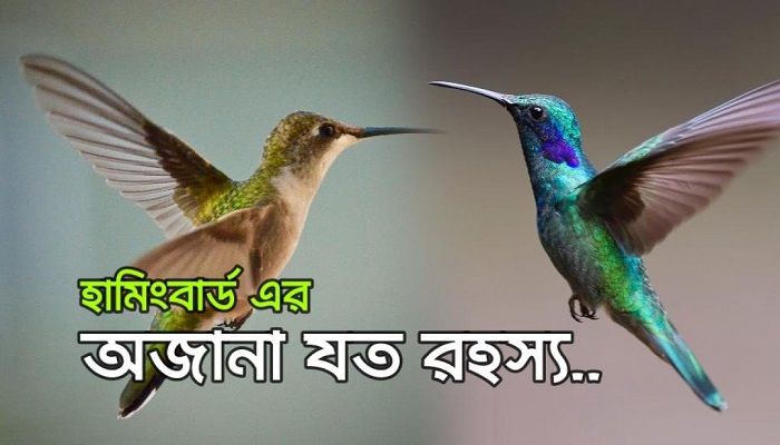 বিশ্বের সবচেয়ে ছোট পাখি হামিংবার্ডের বিস্ময়কর ক্ষমতা!