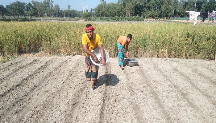 ফুলবাড়ীতে প্রণোদনার আওতায় ১১ হাজার ৩১৫ কৃষক
