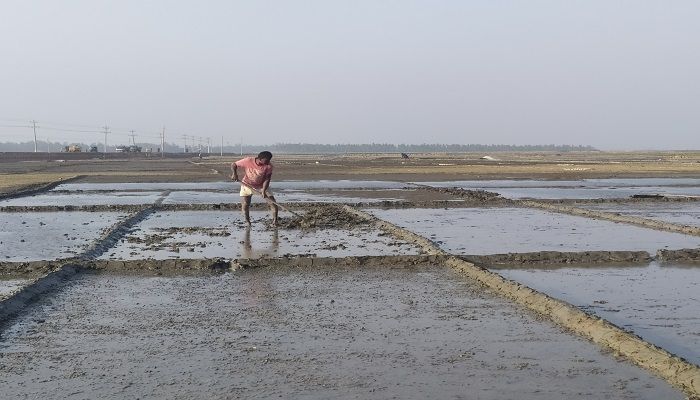 লাভের স্বপ্ন নিয়ে লবণ মাঠে চাষিরা