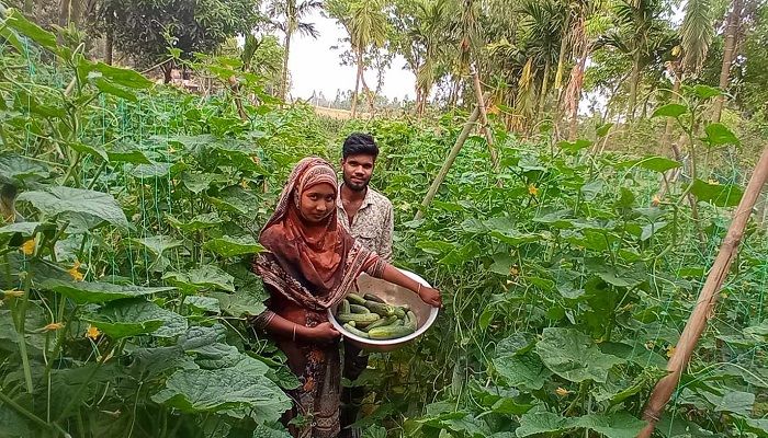 ইউটিউব দেখে মালচিং পদ্ধতিতে শসাচাষে ২ লাখ টাকা আয়