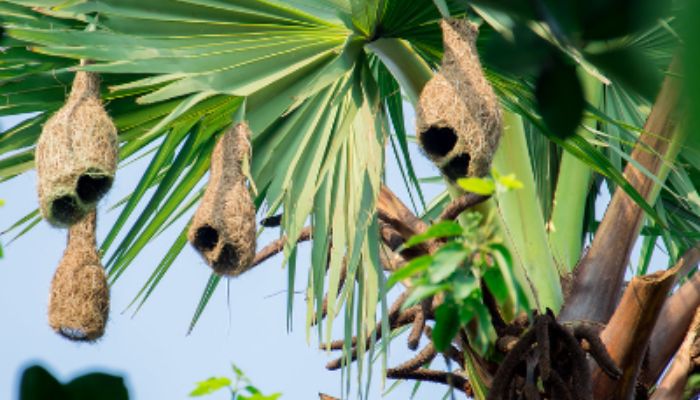 হারিয়ে যাচ্ছে প্রকৃতির কারিগর বাবুই পাখির বাসা