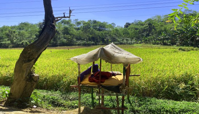 বন্যপ্রাণীর হামলা থেকে ফসল বাঁচাতে কমলগঞ্জে রাতভর পাহারা     