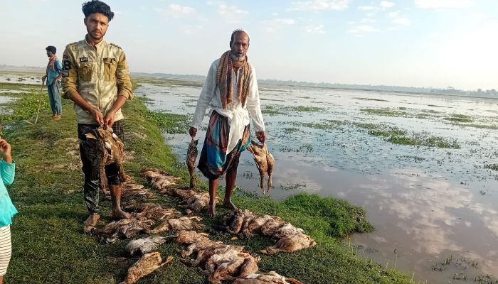 জুড়ীতে বিষটোপ খেয়ে ৩৩৫ হাঁসের মৃত্যু 