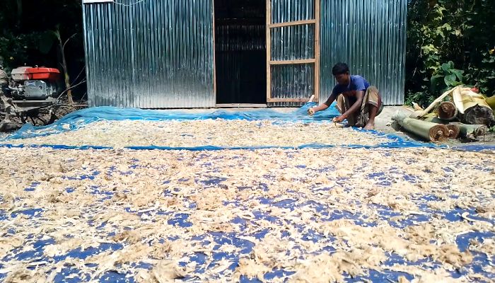 ফেলনা কলাগাছ দিয়ে গো-খাদ্য