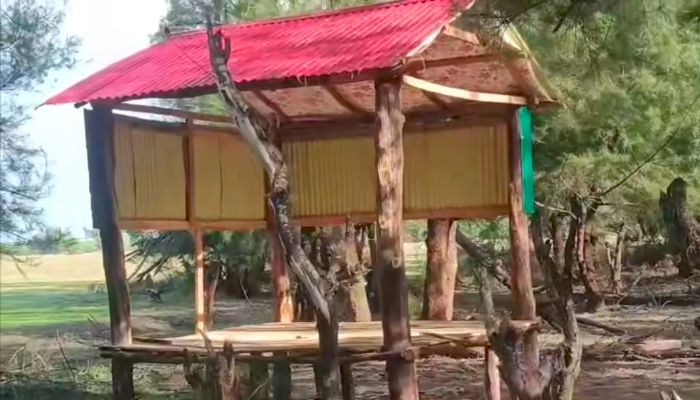 জীববৈচিত্র্য ধ্বংস করে ঝাউগাছ কেটে কটেজ 