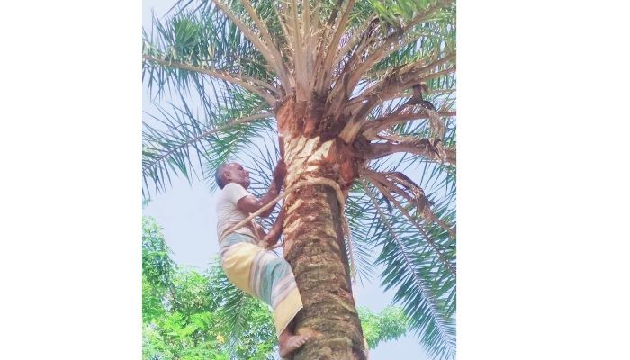 শীতের হাওয়ায় খেজুর রসের সুবাস মানিকগঞ্জে গুড়ের মৌসুম শুরু