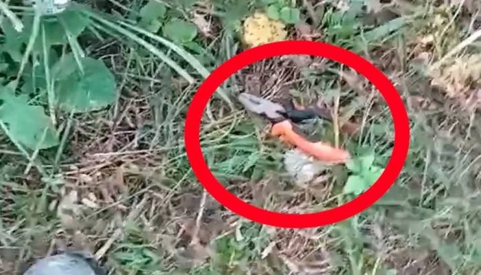 কালিয়াকৈরে ট্রান্সফরমার চুরি করতে গিয়ে বিদ্যুৎস্পৃষ্টে চোরের মৃত্যু