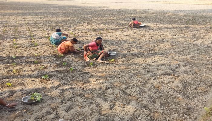 নীলফামারীর কৃষকেরা পুনরায় নিষিদ্ধ তামাক চাষে ঝুঁকছেন