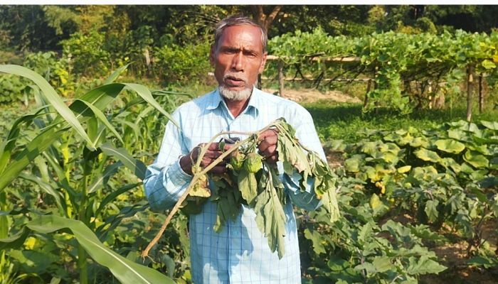 চকরিয়ায় রাতের আঁধারে কৃষকের লাউ ও বেগুন ক্ষেত গুড়িয়ে দিলো দুর্বৃত্তরা