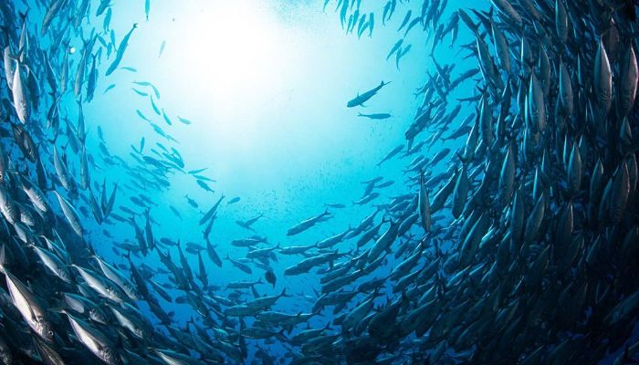 দেশের সমুদ্রে মিললো ৬৫ নতুন প্রজাতি, পাঁচটি সম্ভবত বিশ্বে আর কোথাও নেই