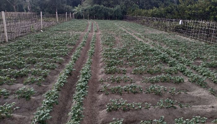 আলুর বীজ বিক্রি কমেছে ৭৭%, লোকসানের ঝুঁকি নিয়েও চাষে নেমেছেন কৃষকরা