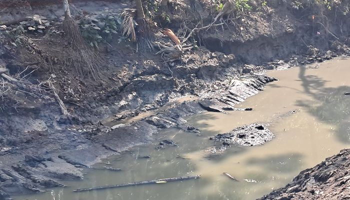 দুমকিতে খাল খননে অনিয়মের অভিযোগ,পাকা  রাস্তা ভাঙন ও গাছ ধ্বংস