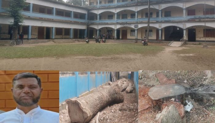 কচাকাটা হাইস্কুলের ৭লক্ষ টাকার গাছ নামমাত্র নিলামে  ৯৯হাজারে বিক্রি, সাবেক যুবলীগ নেতা বর্তমান প্রধান শিক্ষকের বিরুদ্ধে অভিযোগ