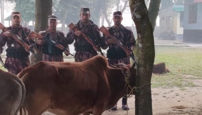 বিজিবি’র বিশেষ অভিযানে ভারতীয় গরু ও ফেন্সিডিল জব্দ