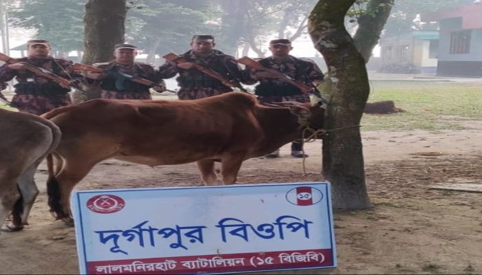 বিজিবি’র বিশেষ অভিযানে ভারতীয় গরু ও ফেন্সিডিল জব্দ