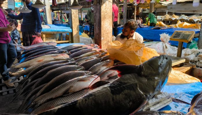 পৌষসংক্রান্তিতে কমলগঞ্জে বসেছে ঐতিহ্যবাহী মাছের মেলা