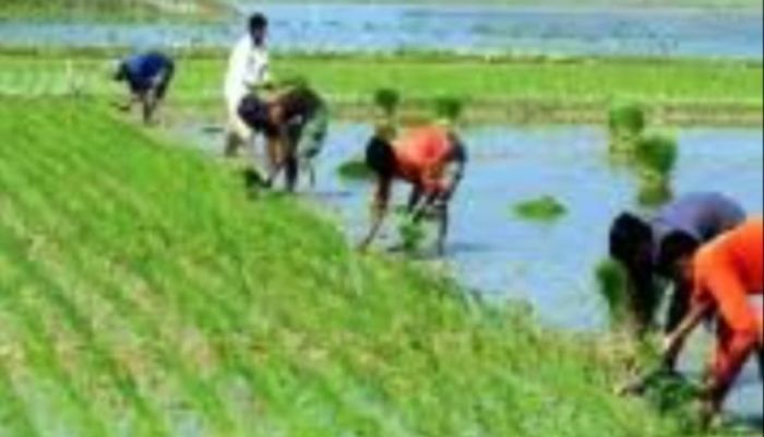 খালিয়াজুরীতে তীব্র শীতেও ধান রোপনে ব্যস্ত কৃষকেরা।