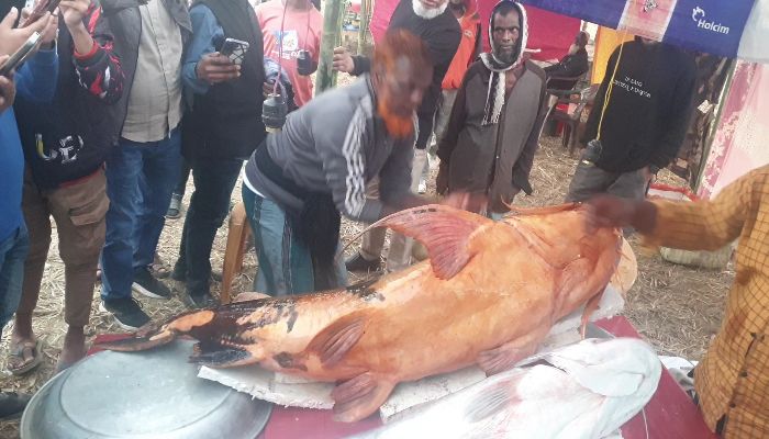 আইন অমান্য করেই শেরপুর মাছের মেলায় বিক্রি হচ্ছে নিষিদ্ধ ‘বাঘাইড়’ 