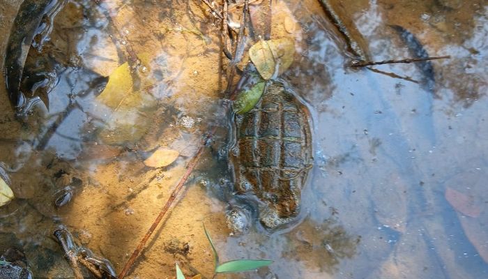 কমলগঞ্জে বসতবাড়ির পাশে থেকে পরিত্যক্ত গ্রেনেড উদ্ধার