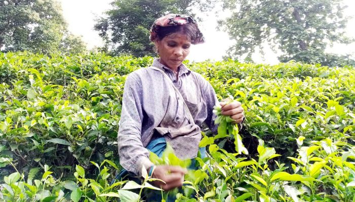 জয়-পরাজয়ে নিয়ামক হতে পারে চা-শ্রমিক ও সনাতনীদের ভোটে