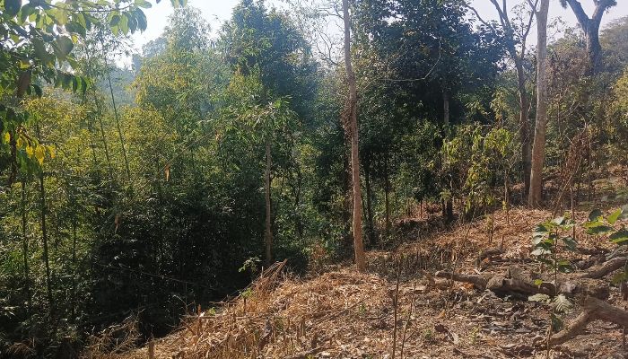 সামাজিক বনায়নের গাছ নষ্ট করে পান জুম:  রাজস্ব আয় থেকে বঞ্চিত সরকার