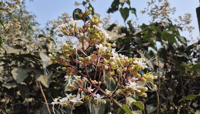 কটিয়াদীতে বসন্তের প্রকৃতিতে ভাঁট ফুলের নজরকাড়া সৌন্দর্য