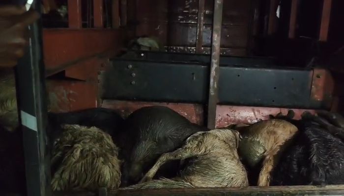 “অবহেলায় প্রাণহানি: বাসের বক্সে শ্বাসরোধে ৪৭ ছাগলের মৃত্যু, লক্ষ্মীপুরে তীব্র ক্ষোভ”