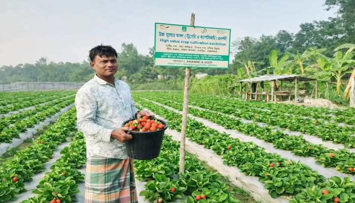 তামাকের মাঠে লাল বিপ্লব: চকরিয়ায় স্ট্রবেরি চাষে লাখপতি হওয়ার স্বপ্ন কৃষক কাইছারের