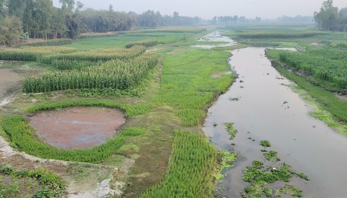 ধরলা-বারোমাসিয়া নদীর ধু-ধু বালুচরে এখন দোল খাচ্ছে কৃষকের স্বপ্ন।