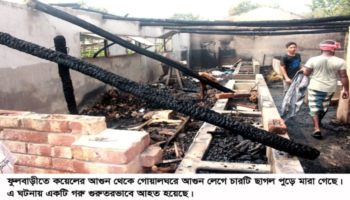 ফুলবাড়ীতে মশার কয়েলের আগুনে পুড়ে চারটি ছাগলের মৃত্যু, একটি গরু আহত
