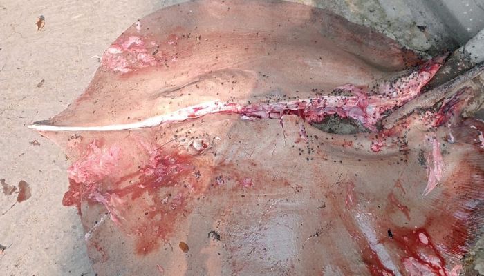 নোয়াখালীতে ১১৩ কেজির শাপলাপাতা মাছ জব্দ 