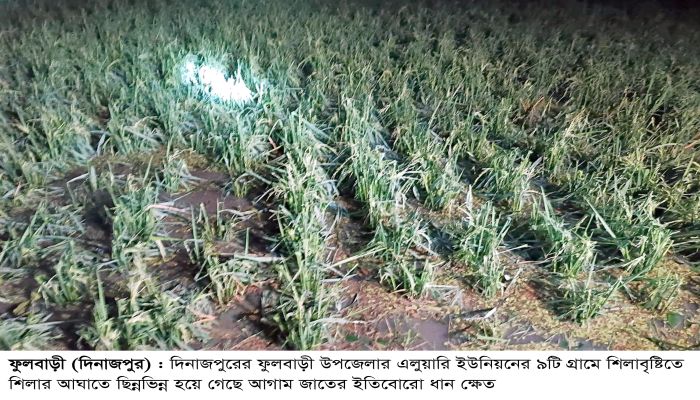 ফুলবাড়ীতে শিলাবৃষ্টিতে আম, লিচু ও ধানের ব্যাপক ক্ষতি