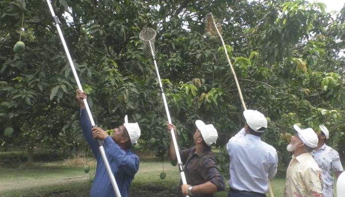 সাতক্ষীরায় গোপালভোগ ও গোবিন্দভোগ আম ভাঙা শুরু, উৎপাদনে সন্তুষ্ট হলেও দামে হতাশ চাষিরা