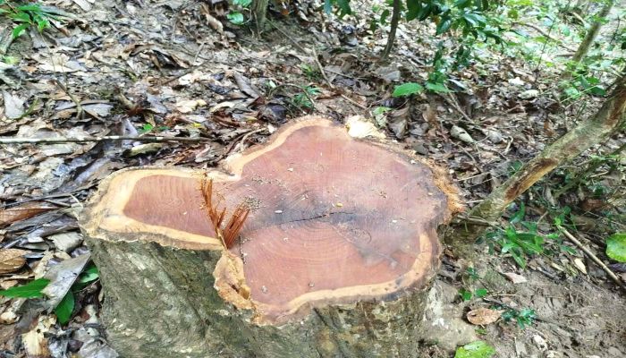 চুনারুঘাটে সাতছ‌ড়ি‌ জাতীয় উদ‌্যান থেকে সেগুনগাছ চু‌রি