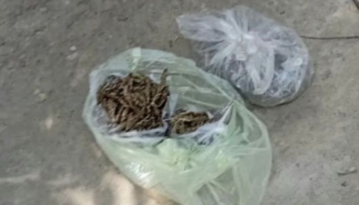 কুষ্টিয়ায় ৩০০ গ্রাম গাজা উদ্ধার, মাদক সম্রাট ধরাছোয়ার বাহিরে