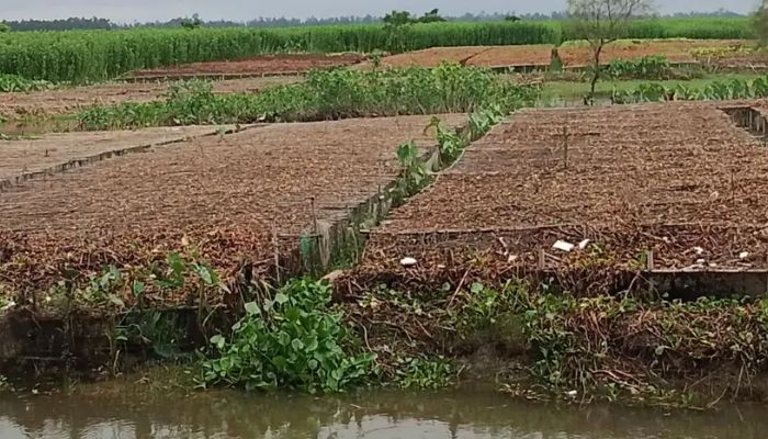 কুড়িগ্রামে ভারী বৃষ্টি ও বন্যায় ৩১৪ কোটি টাকার ফসলের ক্ষতি