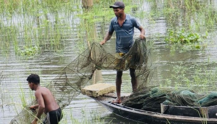 নদী-খাল-বিলে ফিরেছে প্রাণ, জেলেপাড়ায় স্বস্তির হাসি; দেশীয় মাছ রক্ষায় অবৈধ জালের বিরুদ্ধে চলছে অভিযান