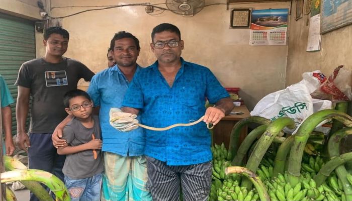 পাহাড়ি এলাকা থেকে আসা কলার ছড়িতে বাজারে আসল সাপ