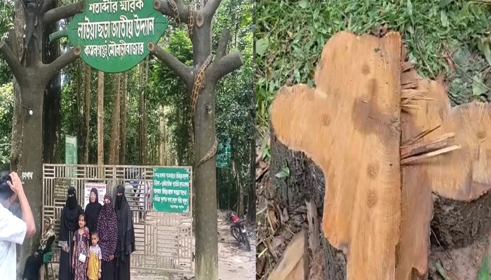 ক্ষমতার পালাবদলেও থামছেনা লাউয়াছড়ায় গাছ পাচার, ধরাছোঁয়ার বাহিরে সংঘবদ্ধ চোরচক্রের হোতারা