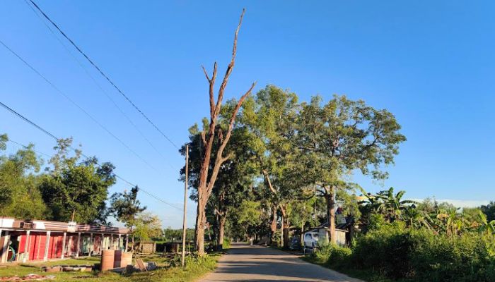 জুড়ীতে সড়কের পাশে ১০ মরা গাছ, দুর্ঘটনার শঙ্কা 